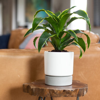 U-Herb Concrete And Porcelain Planter On A Wood Side Table